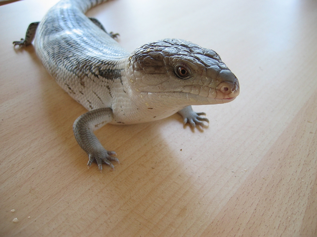 127 Granite gorge.jpg